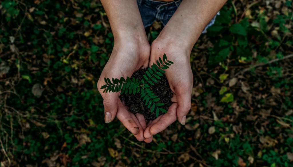 Sustainability in Web Design can save the environment